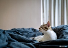 猫 Marie