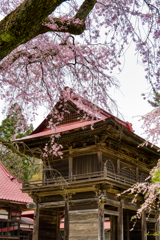 多宝院の簾桜