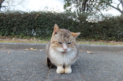 ベロ吉ちゃん