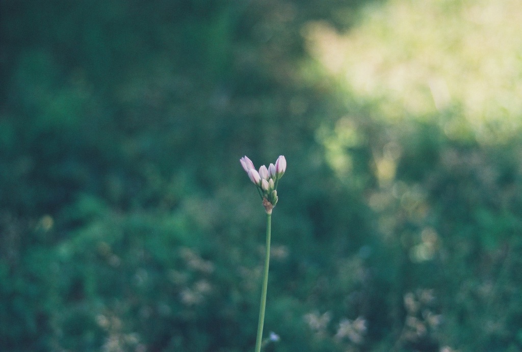 庭の花