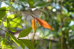 庭の草木