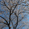 花見に