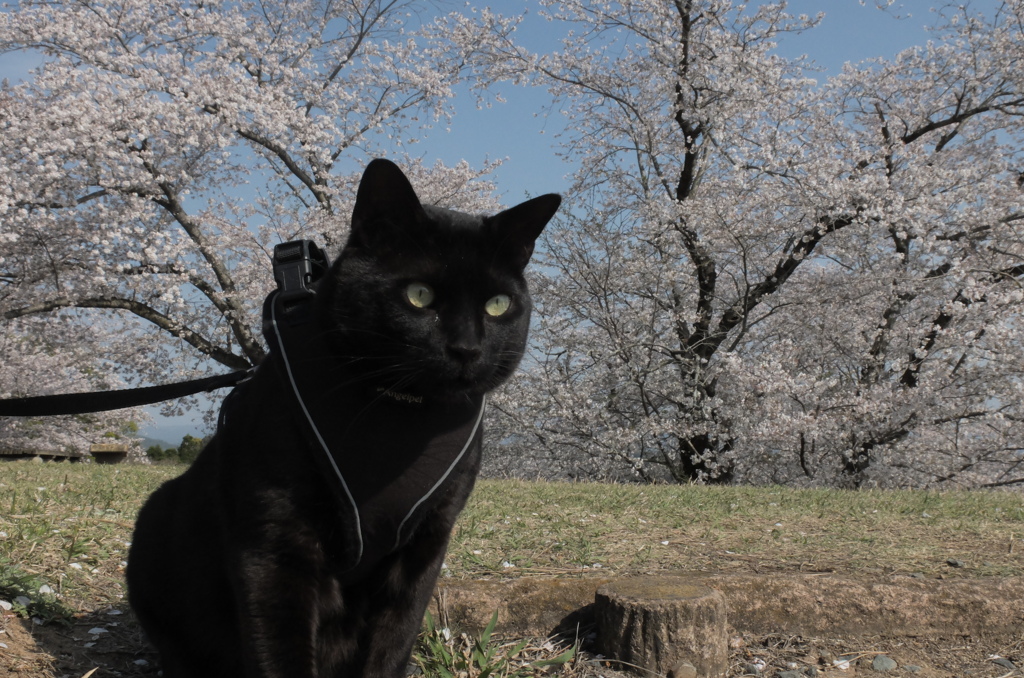 うちの猫と花見