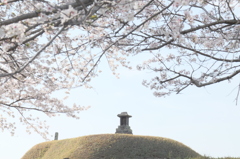 桜と塚