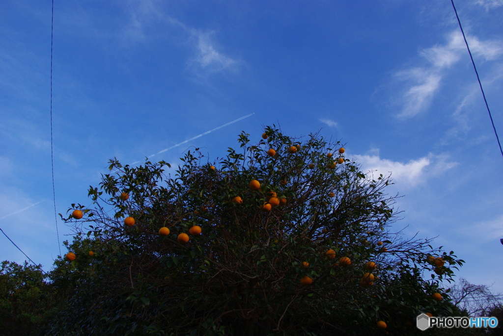 橙と飛行機雲