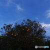 橙と飛行機雲