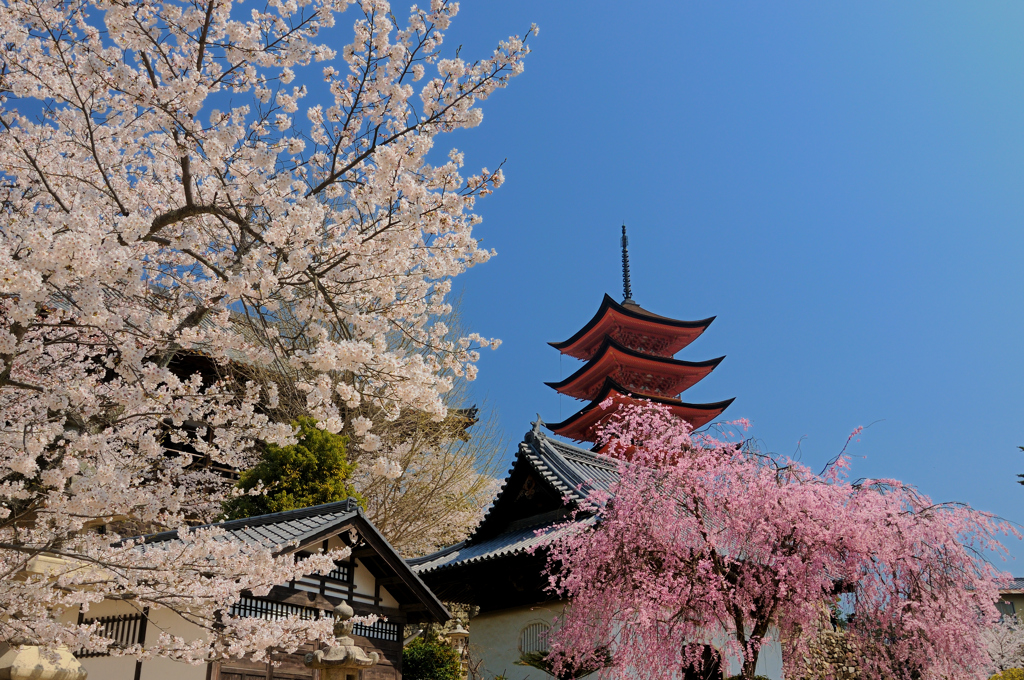 宮島の桜