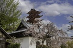 宮島しだれ桜