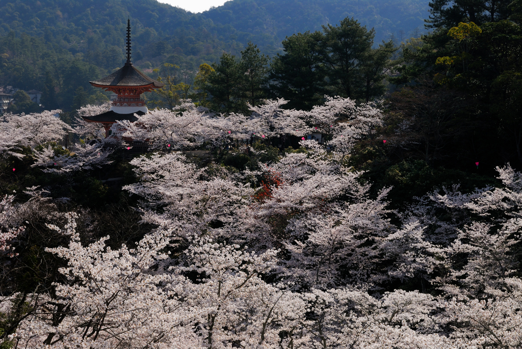 宮島の桜