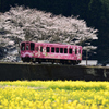 桜と菜の花に囲まれて