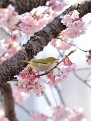 寒緋桜とメジロ