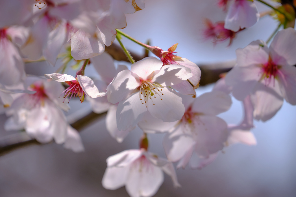 桜