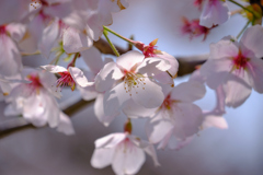 桜