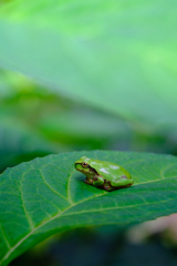 蛙