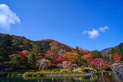 カラフルな庭園