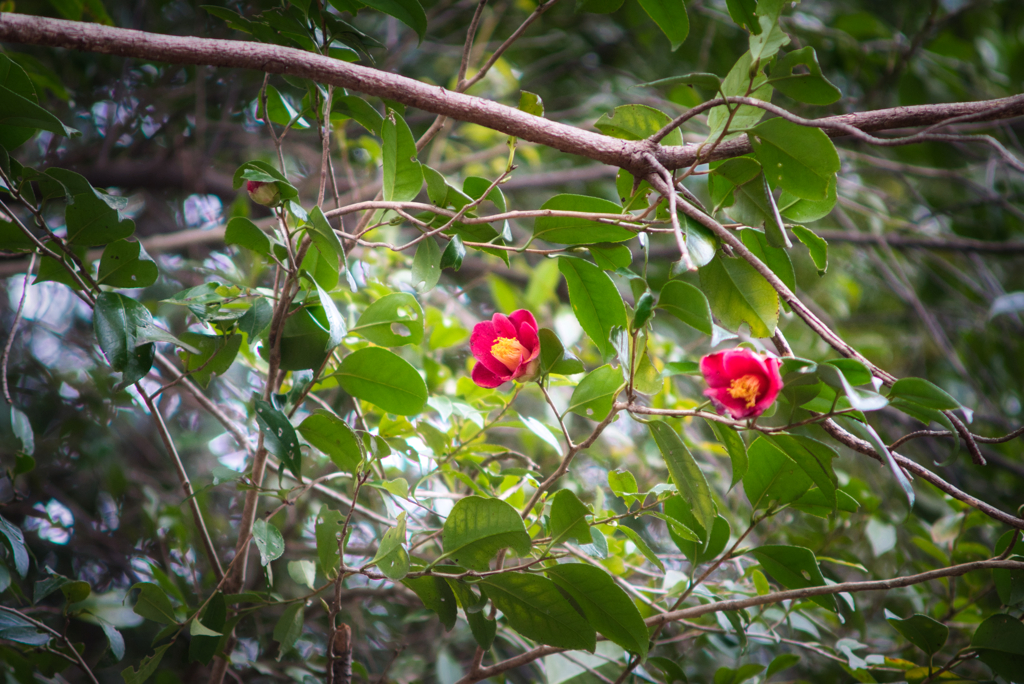木に咲いてた花