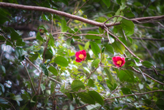 木に咲いてた花