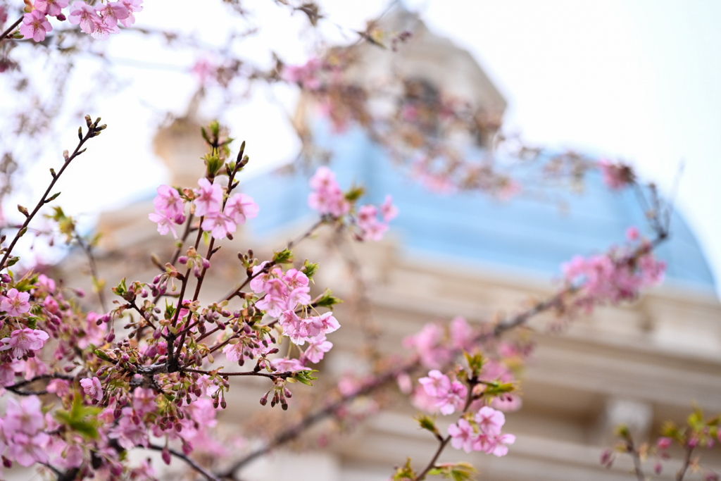 今年初桜