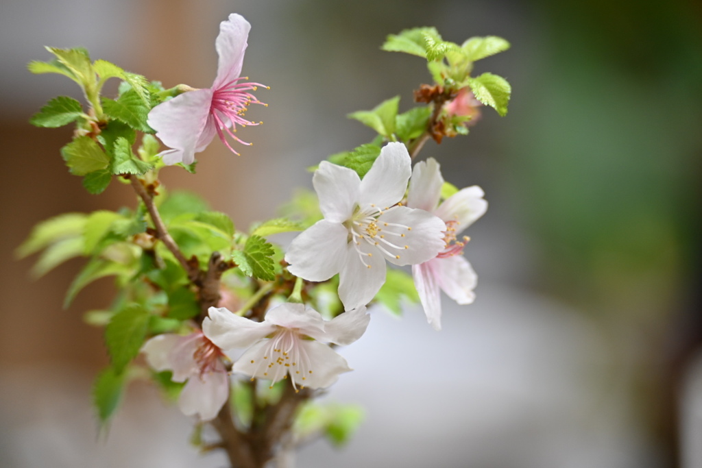 八房富士桜