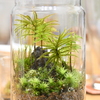 苔テラリウム