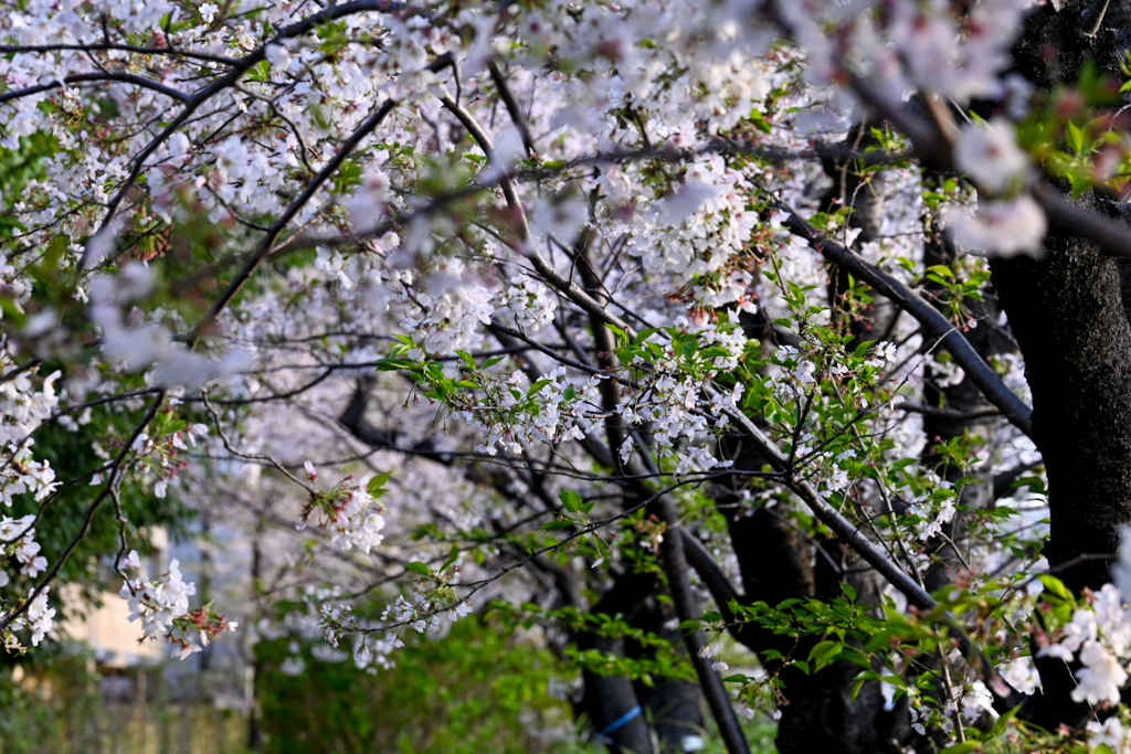 葉桜