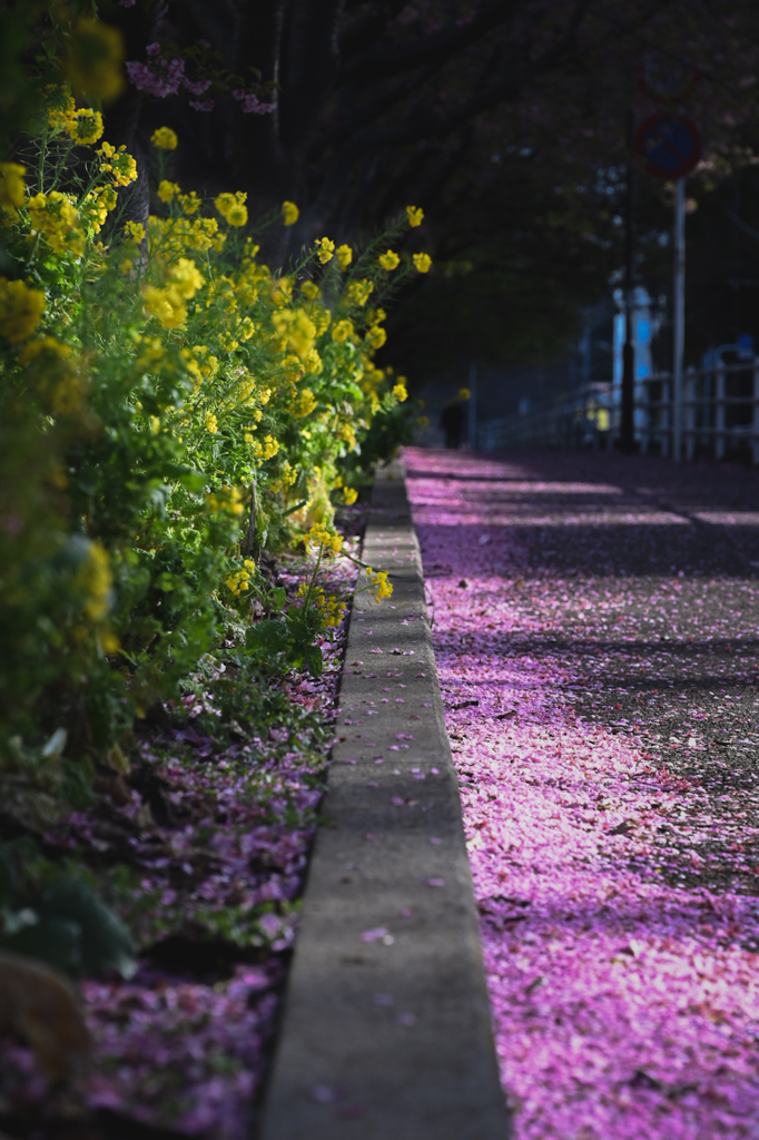菜の花と河津桜