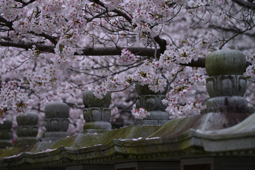 今年の桜
