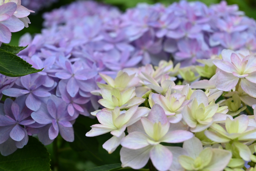 紫陽花