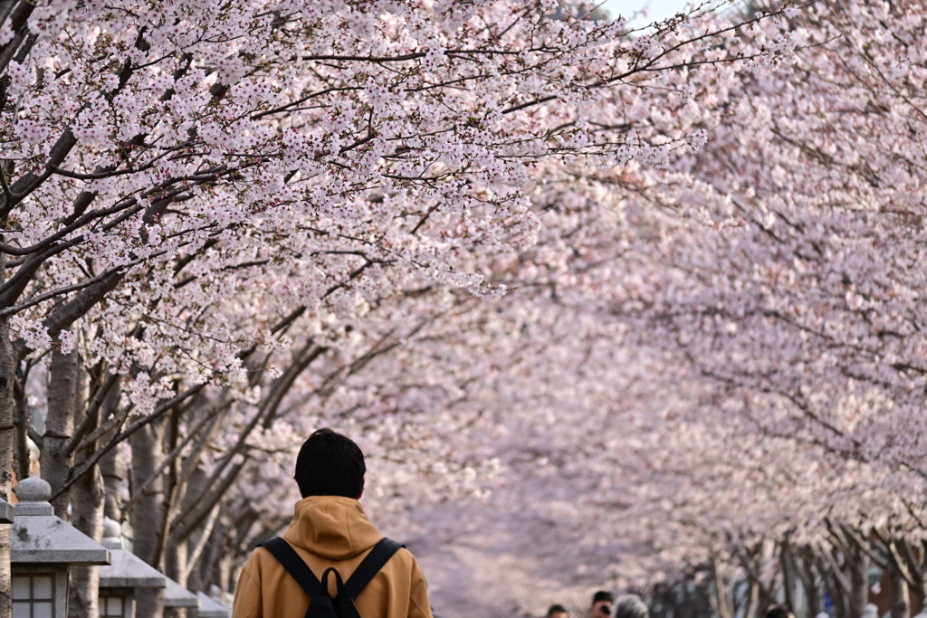 桜道