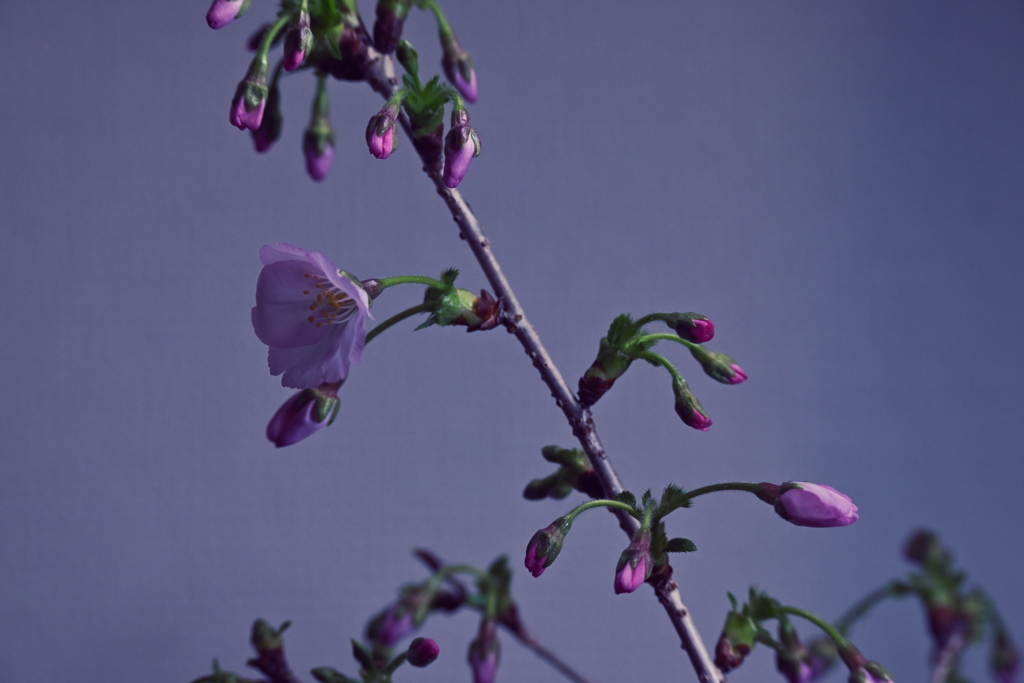 御殿場桜