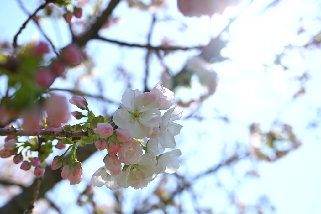 桜。