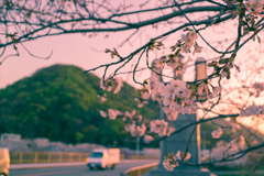 さくら高麗