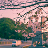 さくら高麗