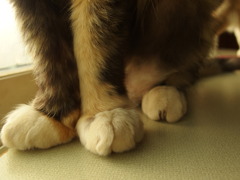 あし
