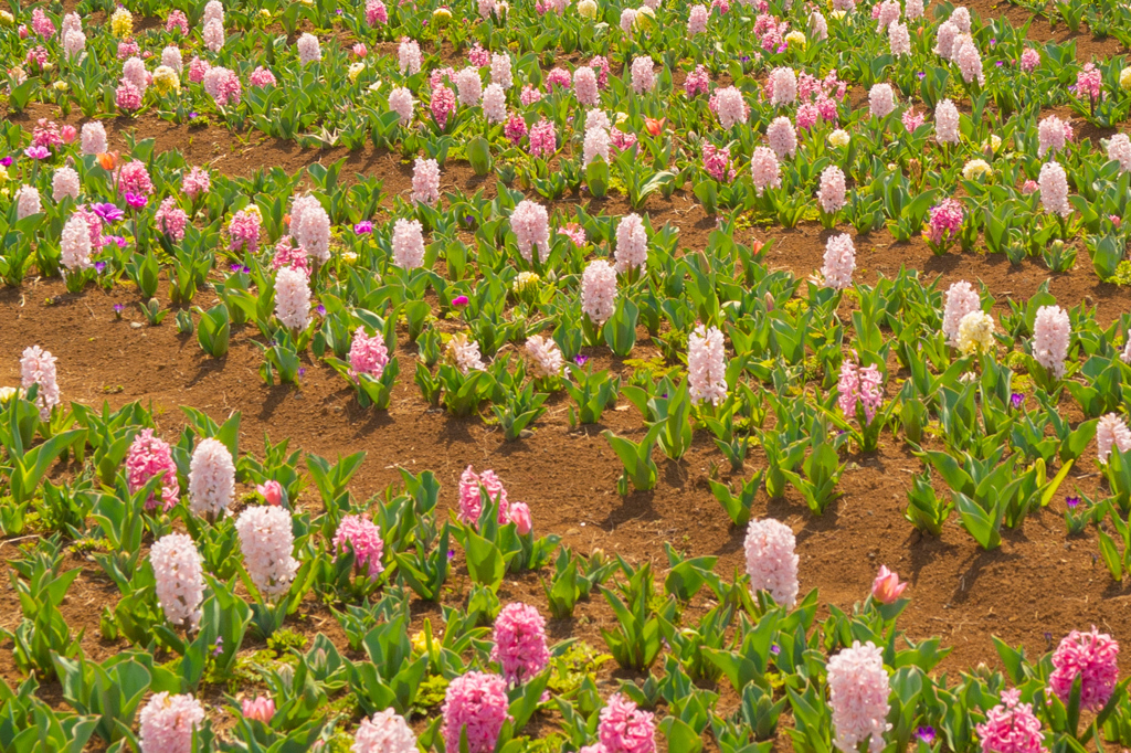 お花畑というか畑に植えられた花達