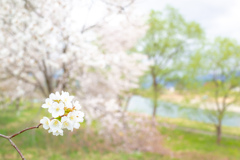 春の色