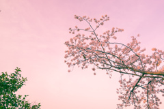 桜色と鳥