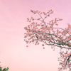 桜色と鳥