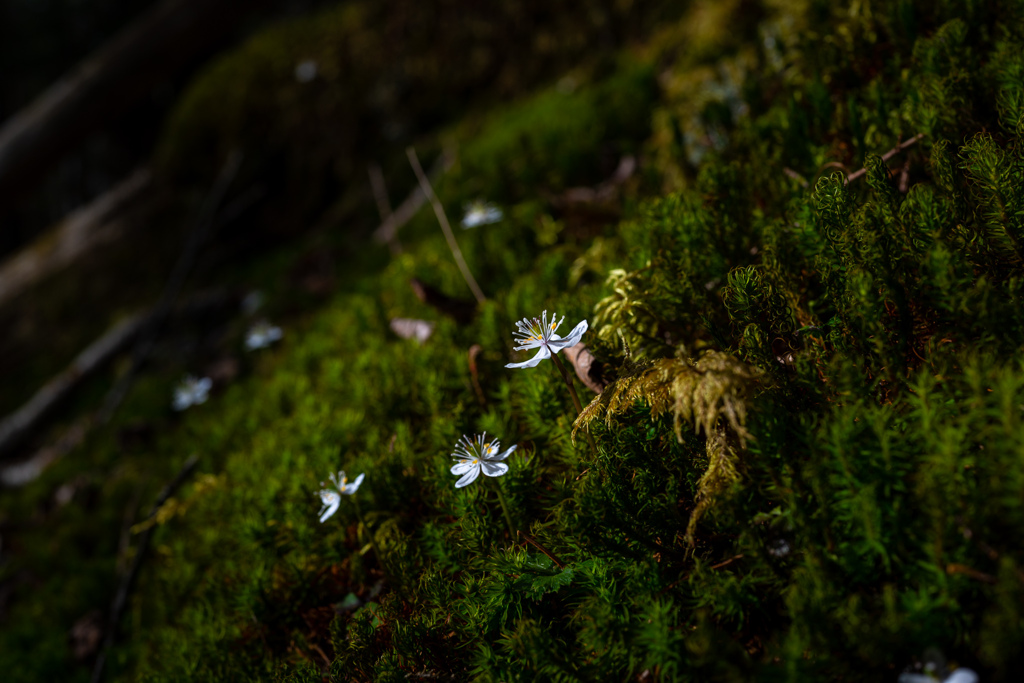苔の森、花が咲く