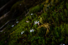 苔の森、花が咲く