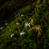 苔の森、花が咲く