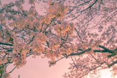 夕暮れの桜