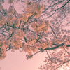 夕暮れの桜