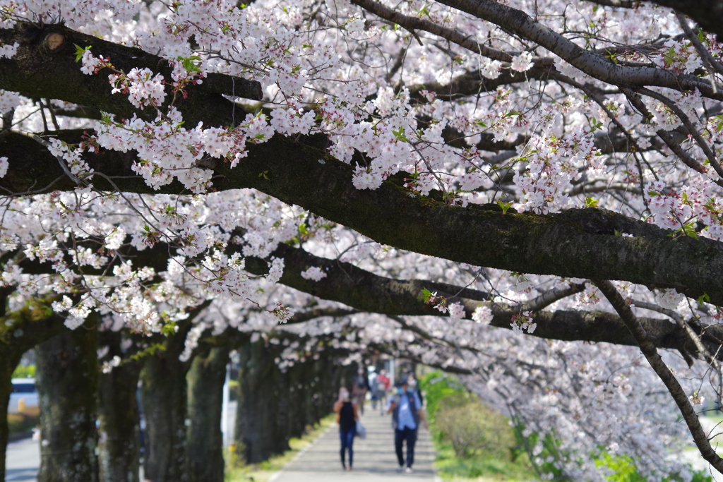桜並木
