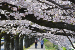 桜並木
