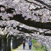桜並木