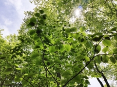 新緑瑞々しく