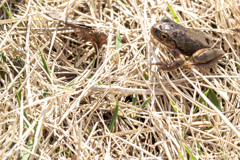 かえる