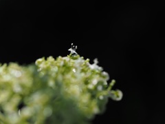 P9151150