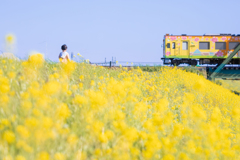 菜の花号